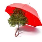 FV přispívá k zalesňování a v boji proti klimatu